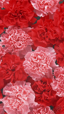 红色花朵花瓣平铺H5背景背景