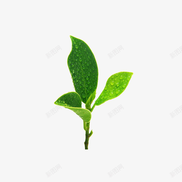 绿植茶叶素材png免抠素材_新图网 https://ixintu.com 免扣 树叶 绿植 植物