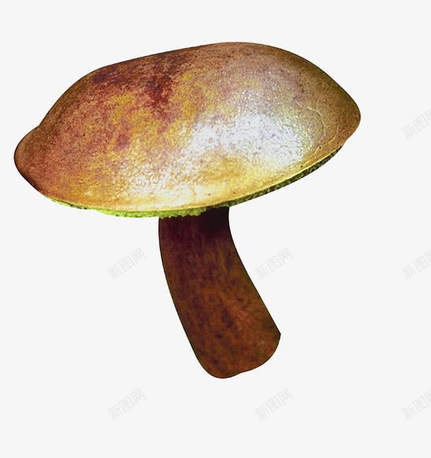 棕色卡通蘑菇png免抠素材_新图网 https://ixintu.com 卡通蘑菇 棕色蘑菇 蘑菇