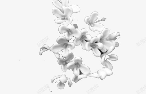 白色桂花png免抠素材_新图网 https://ixintu.com 实物 桂花 桂花花瓣 白色 花瓣