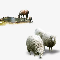 羊喝水羊马高清图片