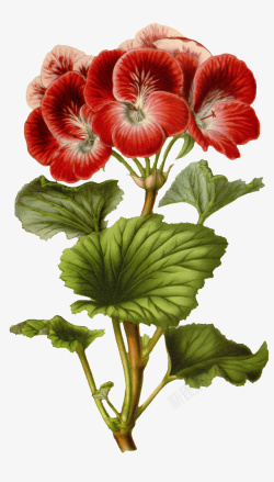 复古手绘植物花卉插画元素素材