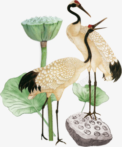 荷花绘画仙鹤两只仙鹤站在荷花莲藕丛中高清图片