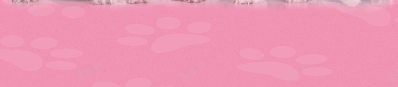 宠物之家宠物店猫狗卡通海报jpg设计背景_新图网 https://ixintu.com 宠物买卖 宠物交易 宠物海报 宠物美容 宠物店 宠物医院 宠物狗 宠物猫