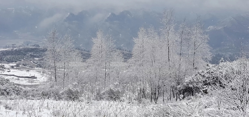 雪白色林海背景背景