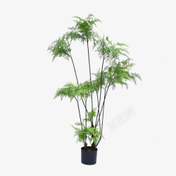 高大绿植蕨树摆件仿真植物素材