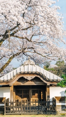 樱花建筑文艺H5背景背景