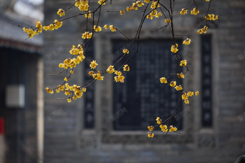 冬季臘梅花香jpg高清背景_新圖網 https://ixintu.