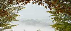 近景树叶秋季淡色文艺远山树叶背景高清图片