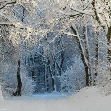 冬季树木背景背景