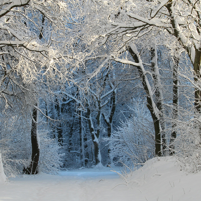 冬季树木背景jpg设计背景_新图网 https://ixintu.com 冬季 树木 质感 自然 摄影 风景 主图