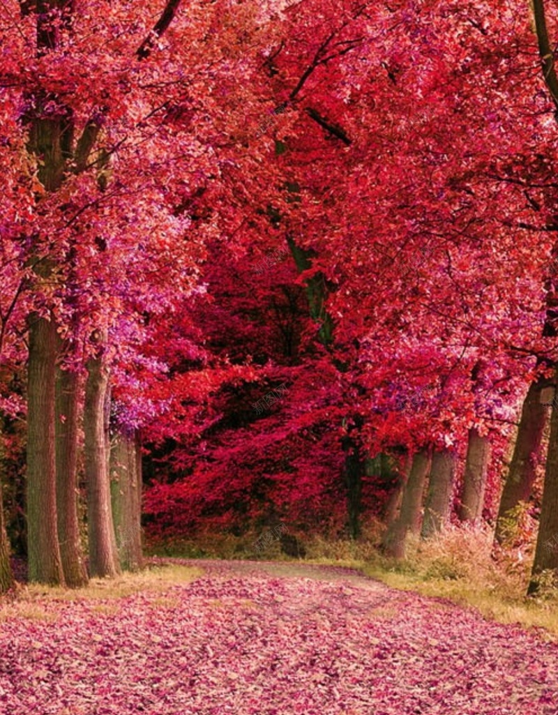 风景红色树落叶H5背景素材jpg设计背景_新图网 https://ixintu.com 风景 红色 树 落叶 落叶素材 H5 摄影