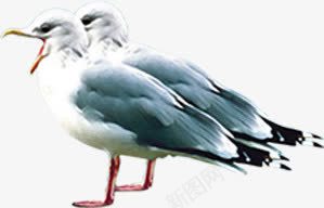 白色可爱小鸟动物png免抠素材_新图网 https://ixintu.com 动物 可爱 小鸟 白色