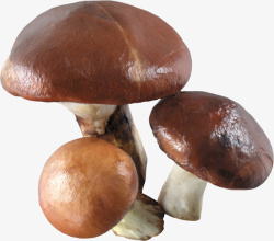 新鲜光滑蘑菇素材