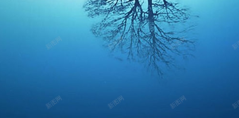 风景蓝色天空海面大树H5背景素材jpg设计背景_新图网 https://ixintu.com 风景 蓝色 天空 海面 大树 H5 摄影