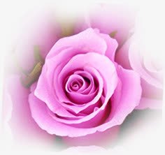 粉色玫瑰花情人节元素素材