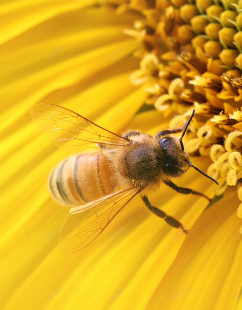 蜜蜂与花朵H5背景jpg设计背景_新图网 https://ixintu.com H5 H5背景 h5 唯美 小清新 文艺 浪漫 简约 花卉 蜜蜂