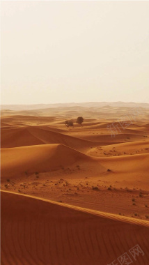 沙漠中的树H5素材背景背景