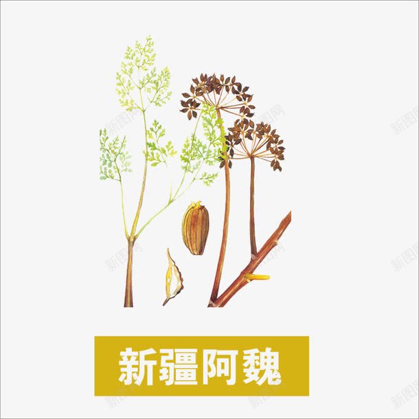 草药png免抠素材_新图网 https://ixintu.com 中国新疆 中药 新疆阿魏 本草纲目 药材