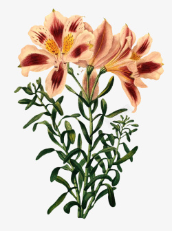 复古植物花卉插画元素素材