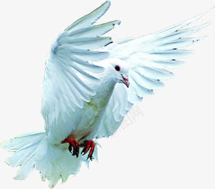 展翅的和平鸽动物png免抠素材_新图网 https://ixintu.com 动物 和平鸽 展翅