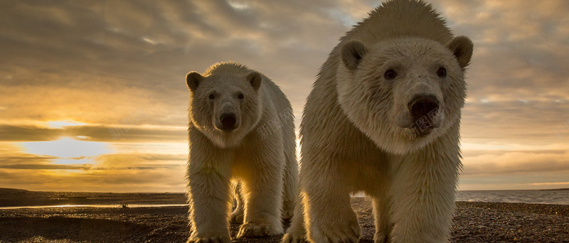 两只大熊背景jpg设计背景_新图网 https://ixintu.com 海报banner 摄影 风景 动物自然熊唯美风景