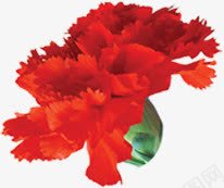 红色节日花朵植物png免抠素材_新图网 https://ixintu.com 植物 红色 节日 花朵