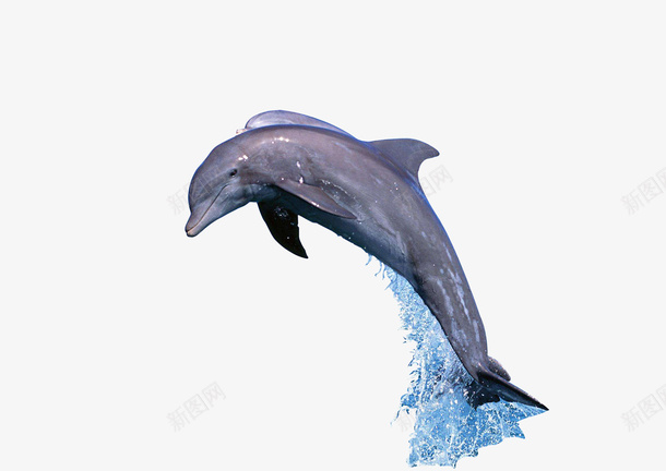 海豚跳出水面的海豚png免抠素材_新图网 https://ixintu.com 动物 大海 水里 海豚