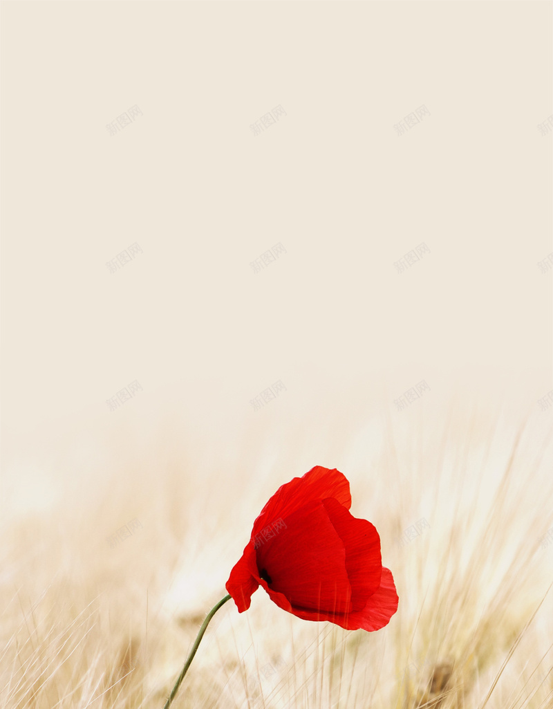 红色唯美玫瑰背景psd设计背景_新图网 https://ixintu.com 唯美 孤寂 玫瑰素材 简约背景素材 米黄色背景素材 红色玫瑰 舒服 黄色草原