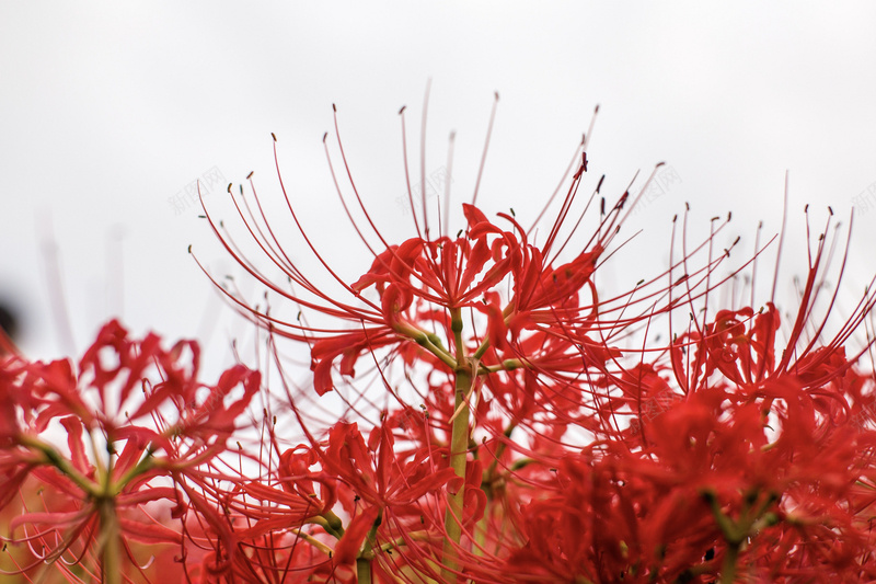 彼岸花植物jpg设计背景_新图网 https://ixintu.com 彼岸花 彼岸花花海 植物 素材 花