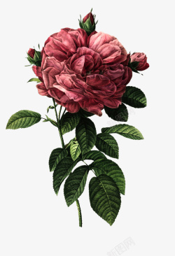 油画质感古典花卉花纹海报10素材