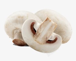 清新白色香菇素材