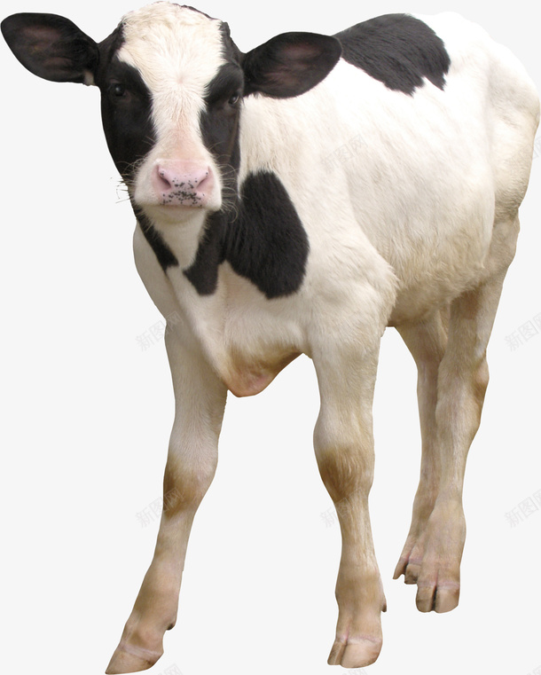 可爱的小奶牛6png免抠素材_新图网 https://ixintu.com 动物 家畜 牛 牛奶6