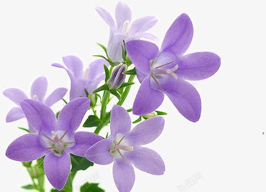 紫色花瓣鲜花png免抠素材_新图网 https://ixintu.com 紫色 花瓣 鲜花