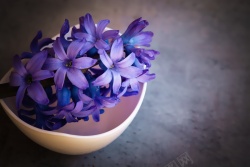 紫色华丽背景紫色的风信子鲜花背景高清图片