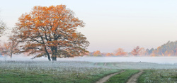 枯叶树木秋天清晨枫树背景高清图片