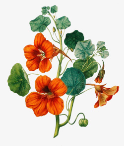 复古元素手绘植物花卉插画素材