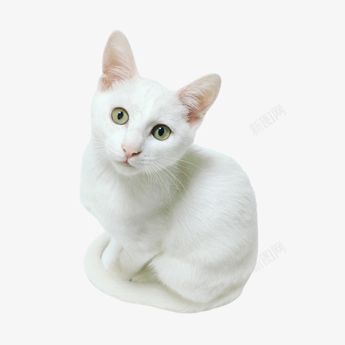 白色可爱小猫咪png免抠素材_新图网 https://ixintu.com 卖萌小猫 宠物 猫 猫咪 白色