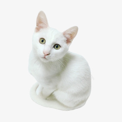 白色的小猫白色可爱小猫咪高清图片