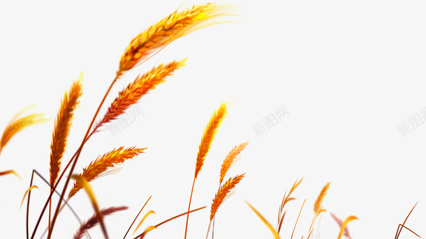 秋收的小麦11png免抠素材_新图网 https://ixintu.com 小麦 稻谷 粮食 谷物
