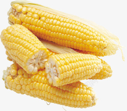 新鲜玉米摆拍素材
