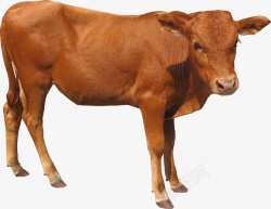 家养黄牛一只水牛大黄牛高清图片