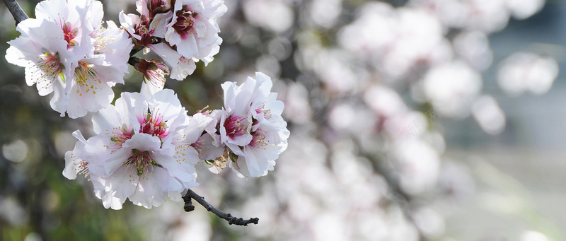 花朵背景jpg设计背景_新图网 https://ixintu.com 花朵 樱花 博客 广告 banner 淘宝 高清 粉红 白色 海报banner 摄影 风景