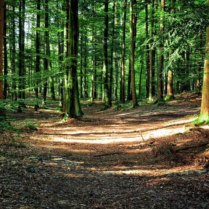 森林小路背景jpg设计背景_新图网 https://ixintu.com 森林 小路 质感 摄影 风景 主图