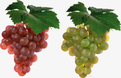 两串红绿搭配葡萄素材