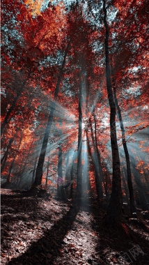 树林中的光线H5素材背景背景