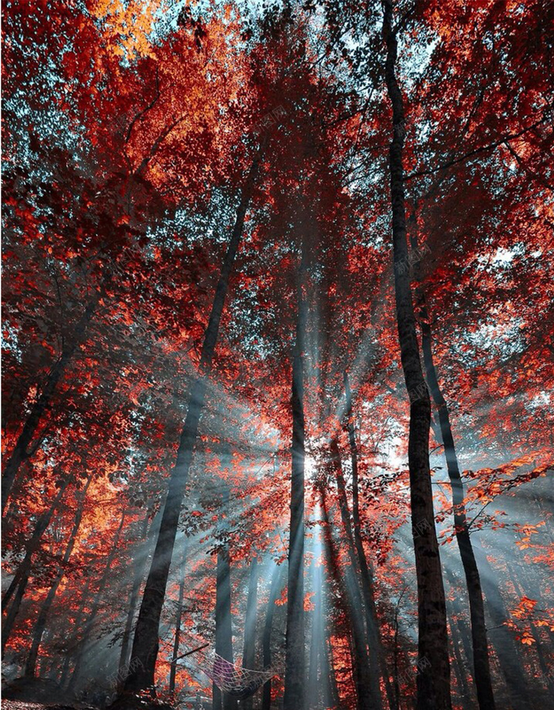 树林中的光线H5素材背景jpg设计背景_新图网 https://ixintu.com 树林 光线 树叶 风景 摄影 H5素材