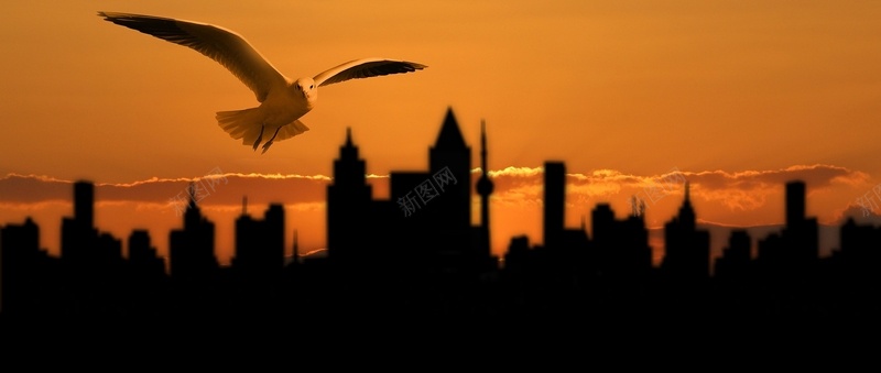 城市的海鸥背景
