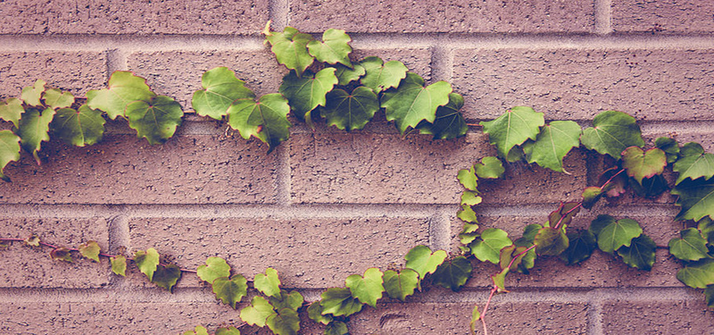 爬满砖墙的植物素材jpg设计背景_新图网 https://ixintu.com 植物 砖墙 纹理 绿色 质感 海报banner