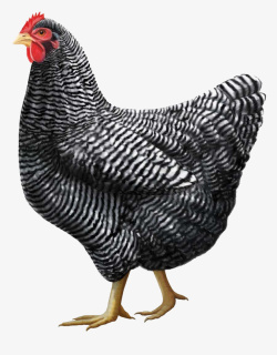 鸡黑白斑纹鸡珍珠鸡食用肉鸡素材